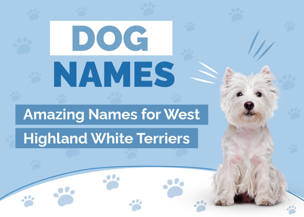 Hepper_Dog Names Post_West Highland White Terriers_Jun 28 2024