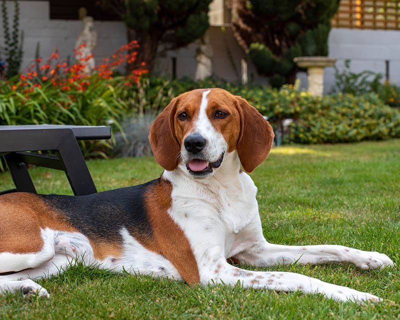 Kerry deals beagle price