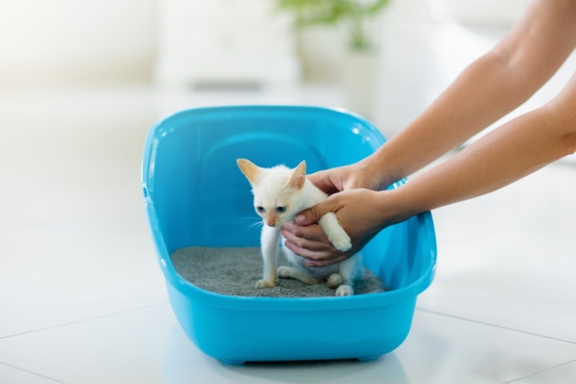 kitten-being-trained-to-use-litter-box
