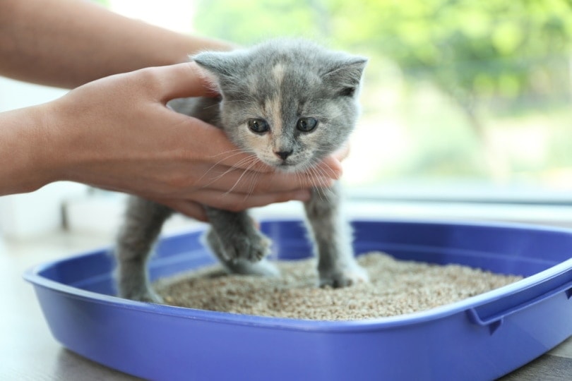 little-kitten-litter-training