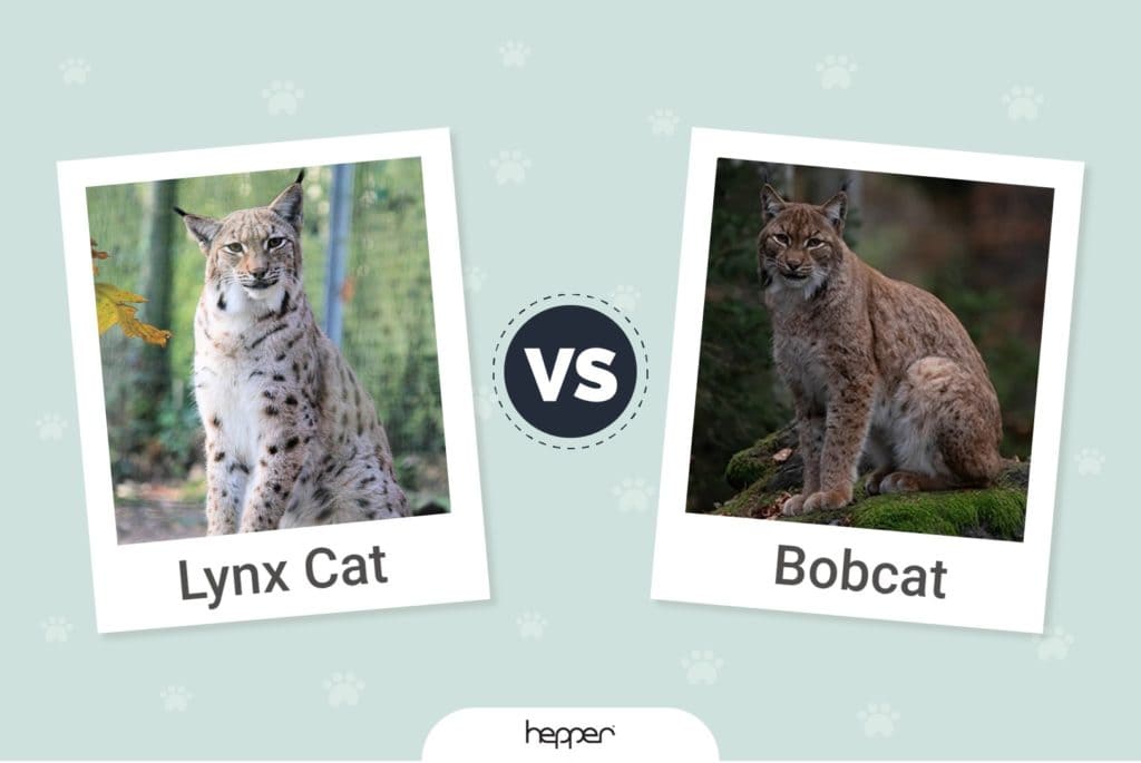 LynxvsBobcat_FeaturedImage