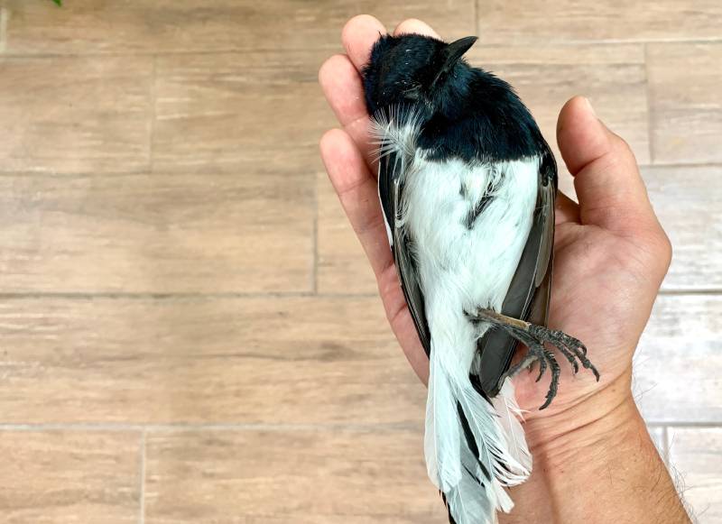 Magpie Bird Dying