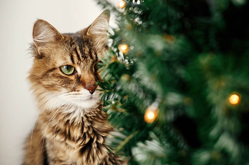 Maine coon cat with green eyes sitting at little christmas tree with lights