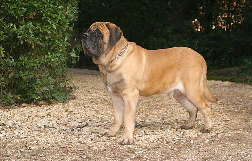 male english mastiff