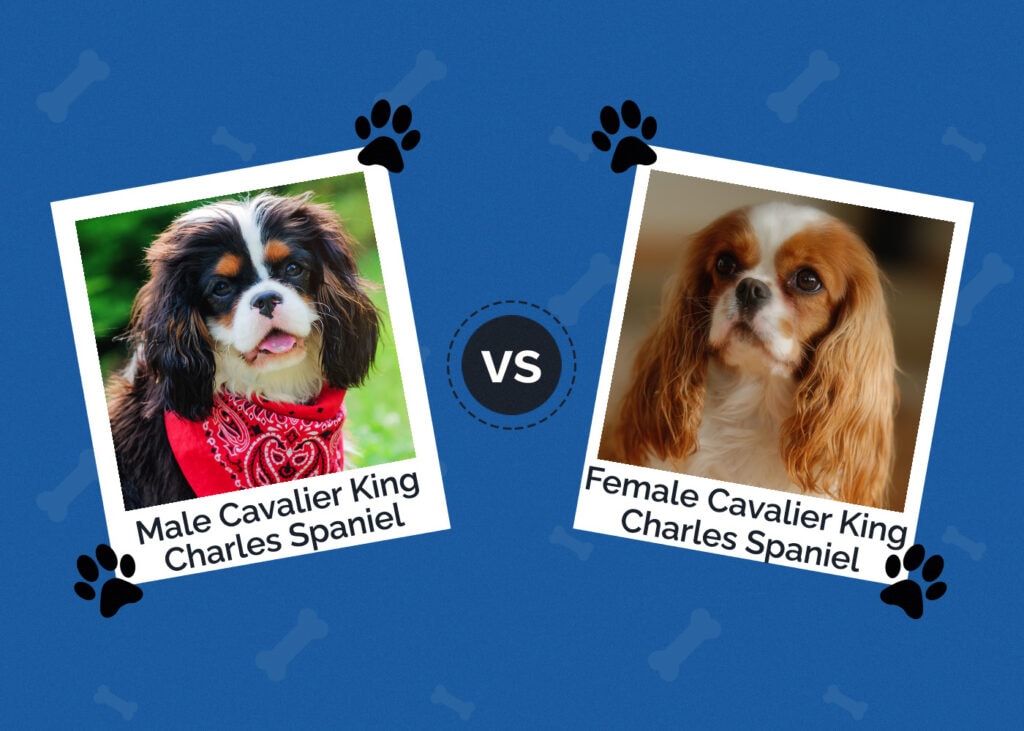 Male vs Female Cavalier King Charles Spaniel