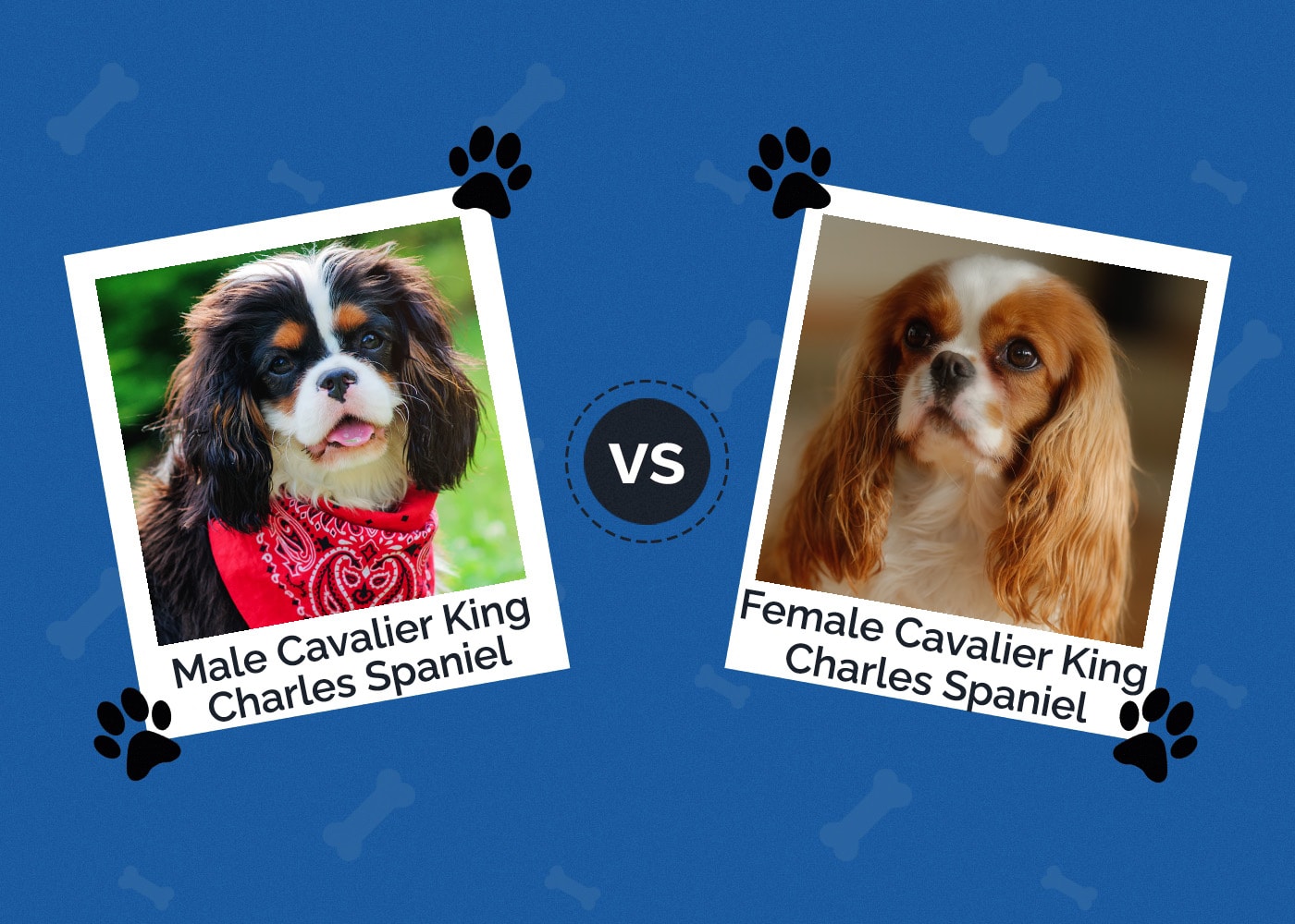 Male vs Female Cavalier King Charles Spaniel