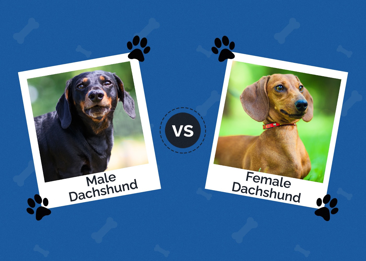Male vs Female Dachshund