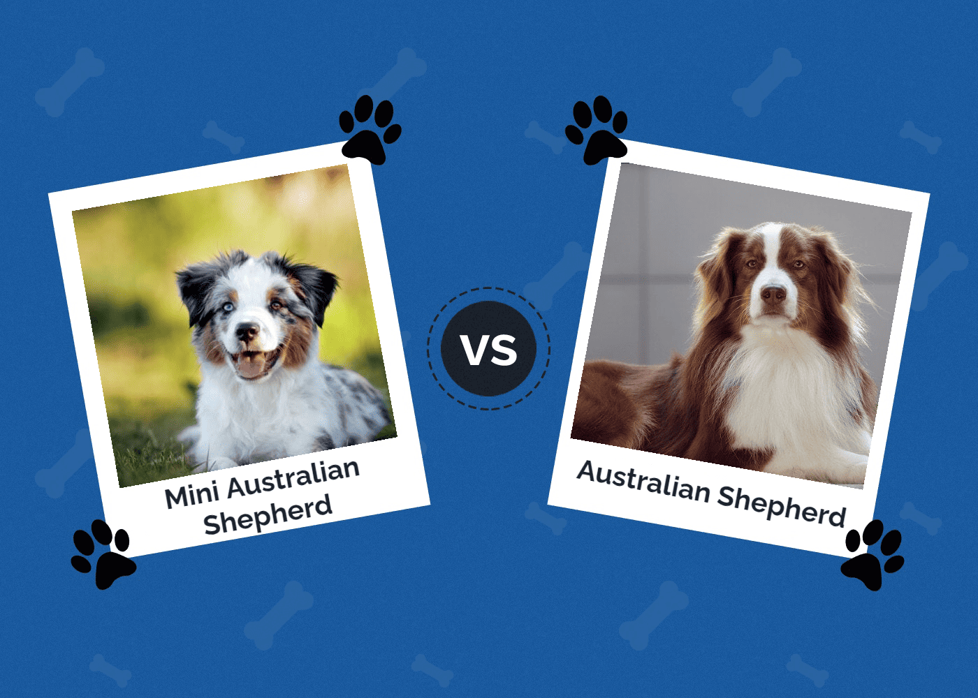 Australian Shepherd Mini vs Standard (Aussie vs. Mini Aussie Dogs