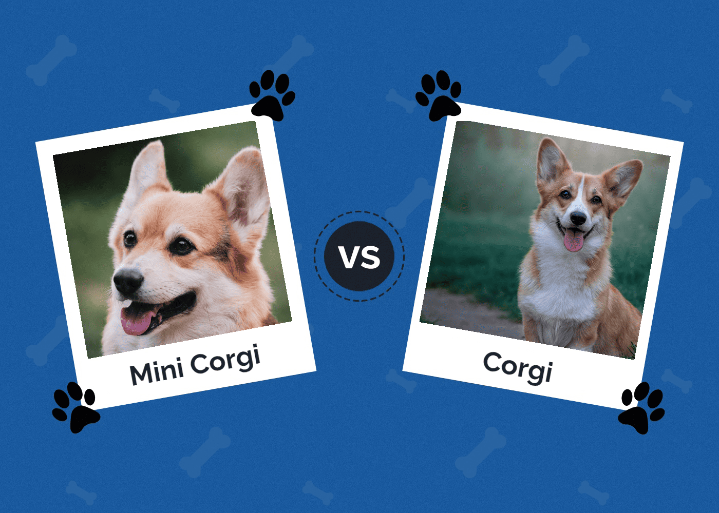 Mini corgi vs corgi