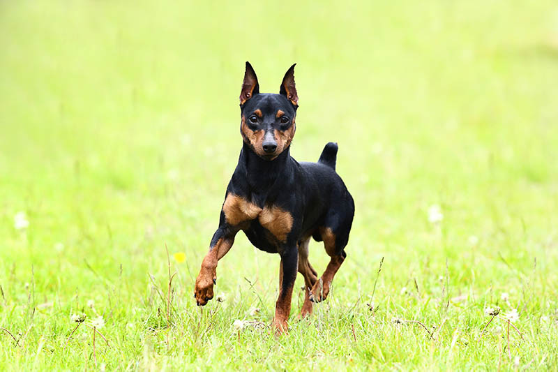 Miniature pinscher runs on the lawn