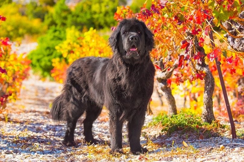 Newfoundland dog