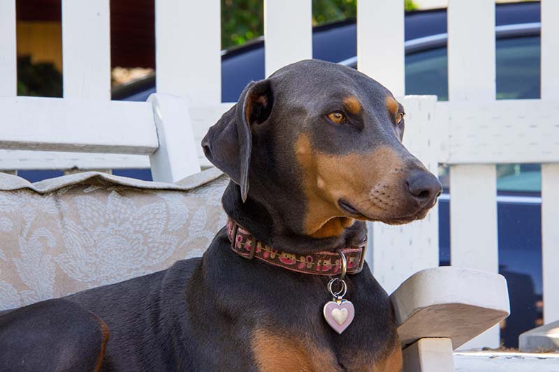 Obedient blue doberman female dog sitting on a chair outside in the front yard