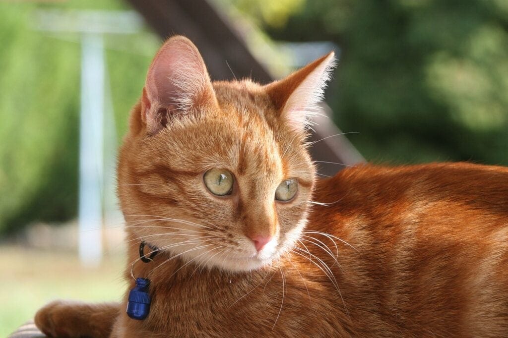 Mèo Tubby màu cam có vòng cổ