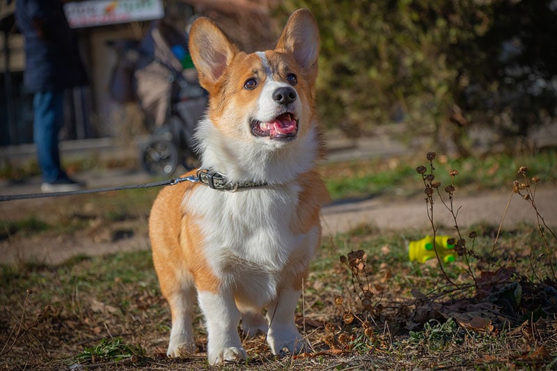 Corgi shop for apartment