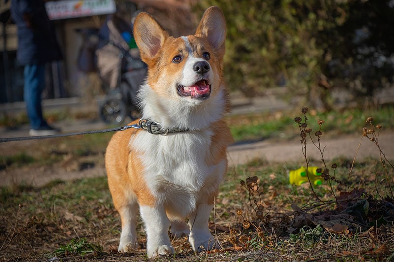 Pembroke Welsh Corgi in the park