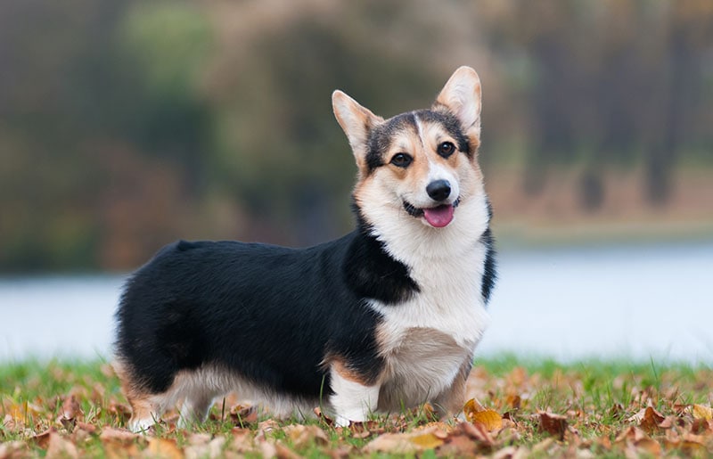 Pembroke Welsh Corgi