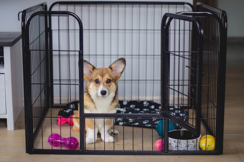 Pembroke Welsh corgi puppy in crate training