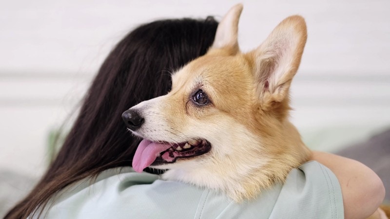 Pet owner hugging her dog corgi