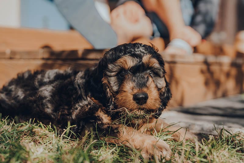 Phantom Cockapoo puppy