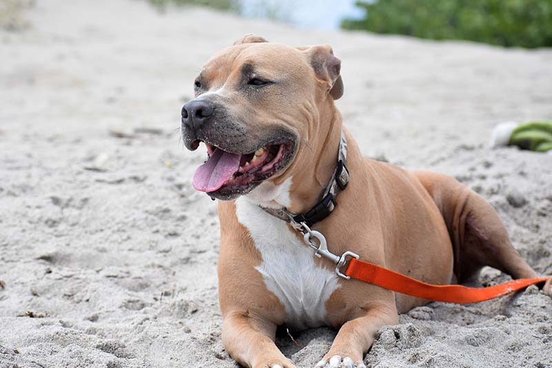 Pitbull on the beach