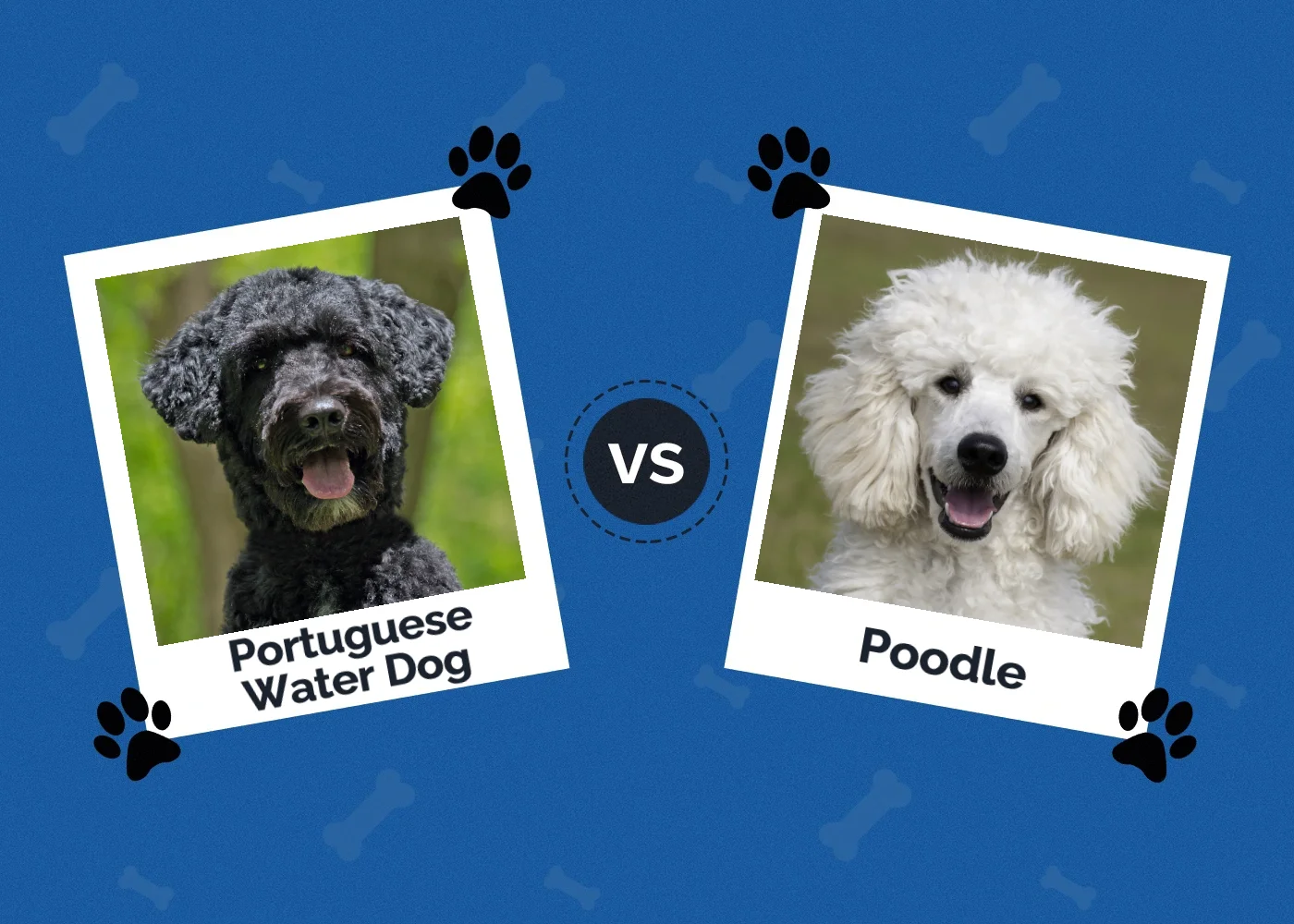 Portuguese Water Dog vs Poodle - Featured Image