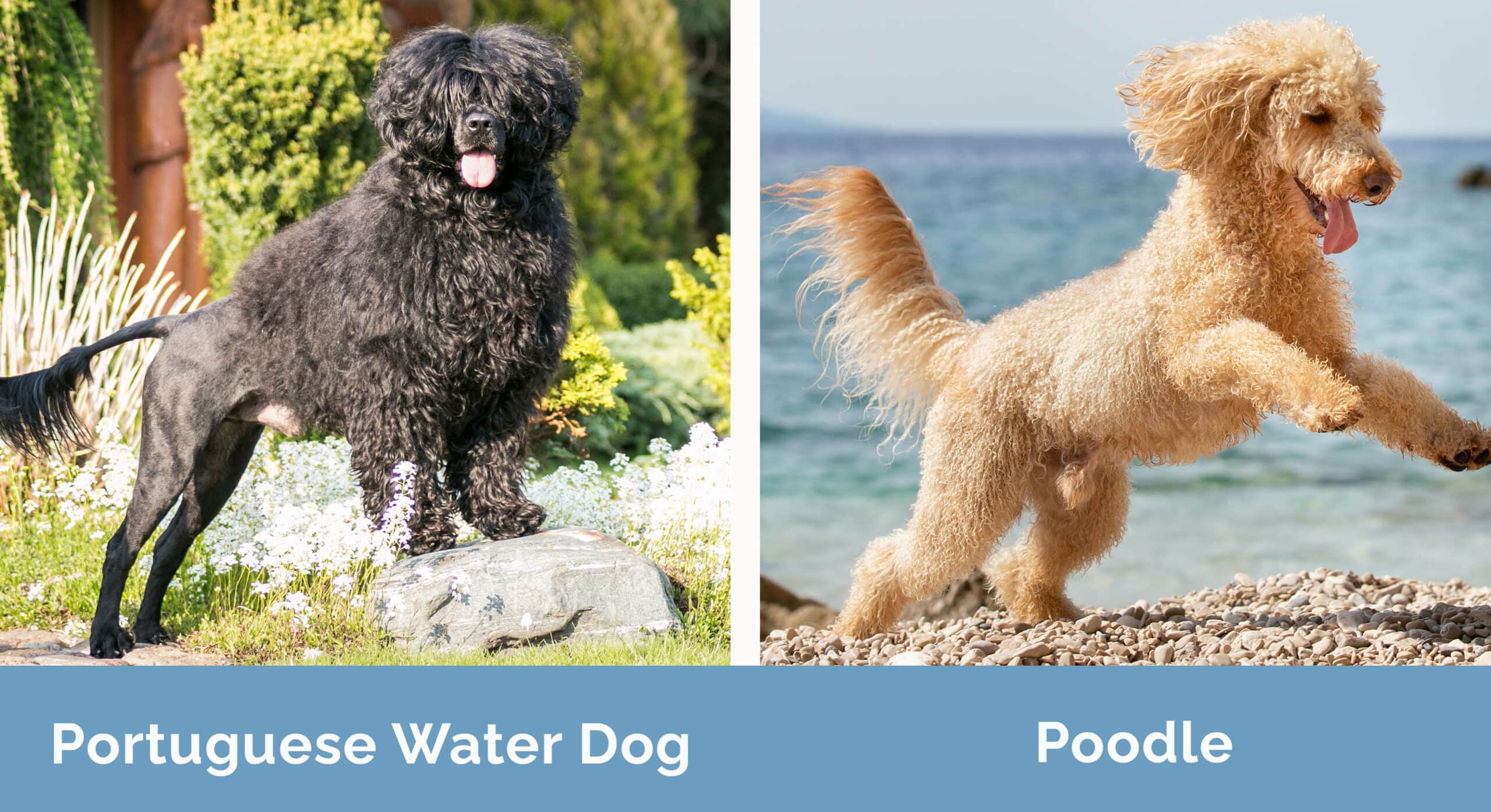 Portuguese Water Dog Vs Poodle The Differences With Pictures Hepper