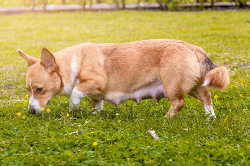 Pregnant corgi walking in the grass