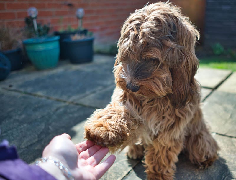 Pretty and cute dog holding it's paw to owners hand