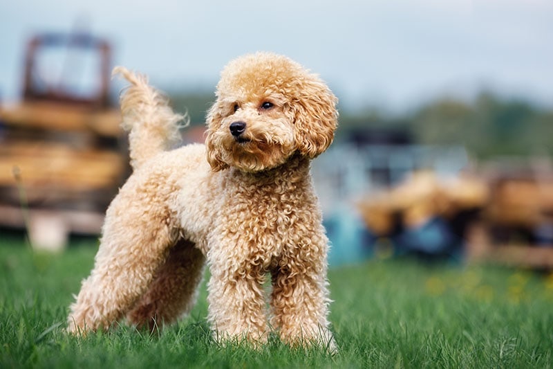 Purebred Apricot curly poodle dog