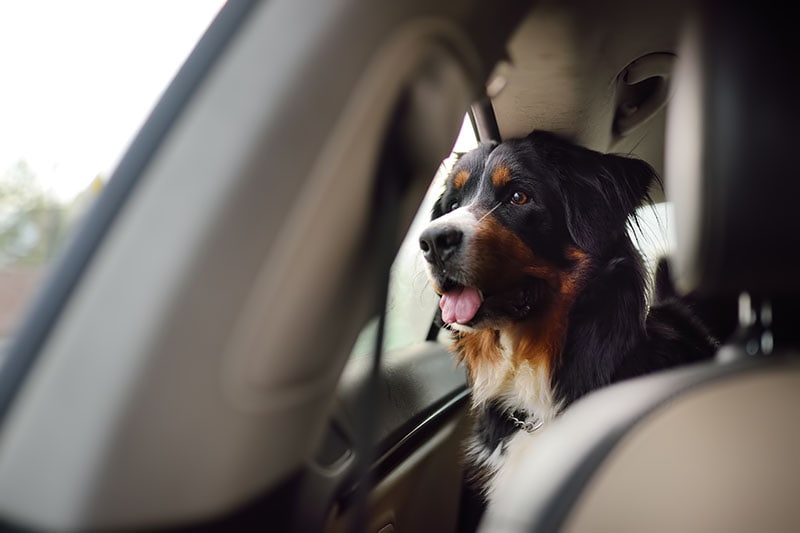 Purebred dog breed sennenhund rides in the car