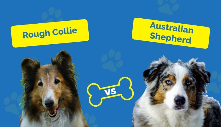 Rough Collie vs Australian Shepherd _ Featured Image