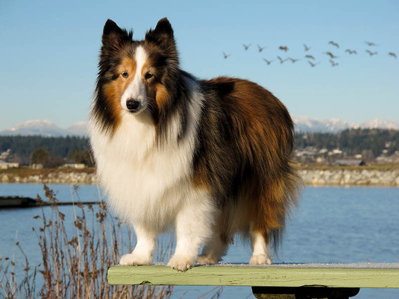 Shetland Sheepdog on a beach at the beach