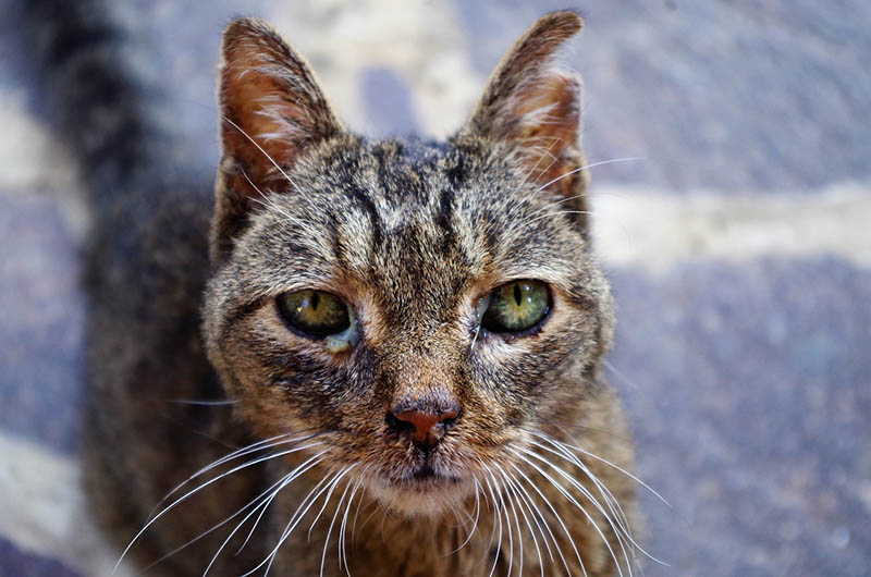 Sick Wounded Cat