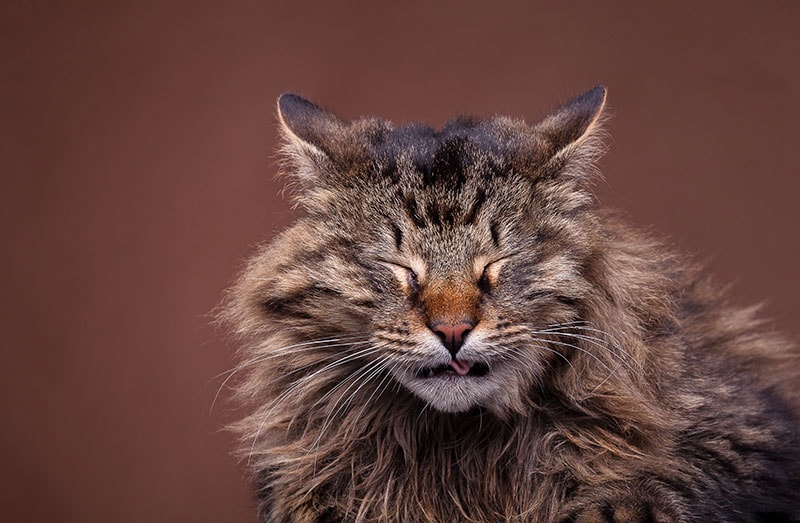 Sneezing maine coon breed cat on brown background