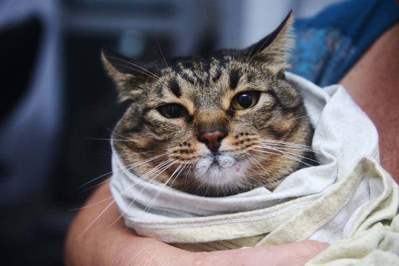 Swaddled cat with foaming mouth