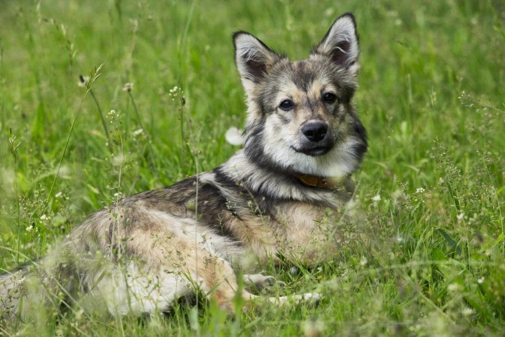 Swedish Vallhund lying on grass