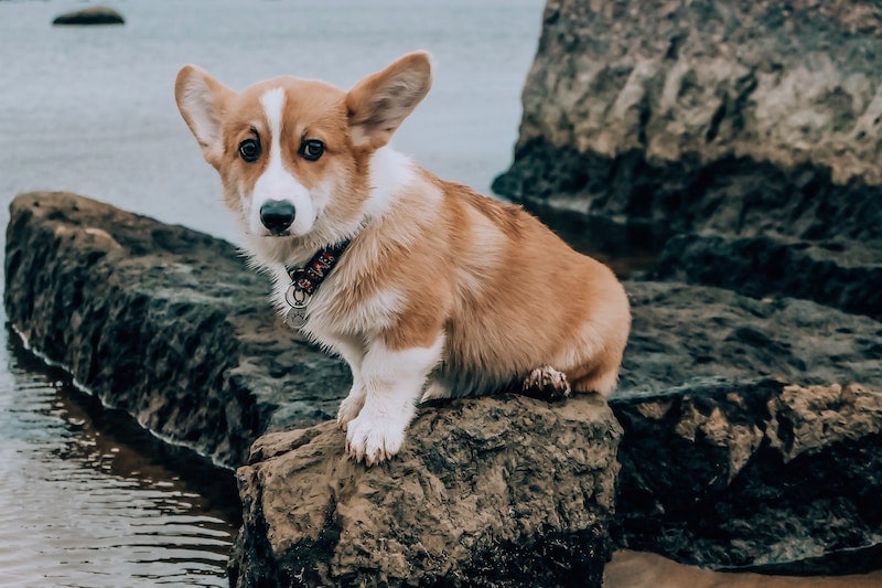 Teacup corgi near the water