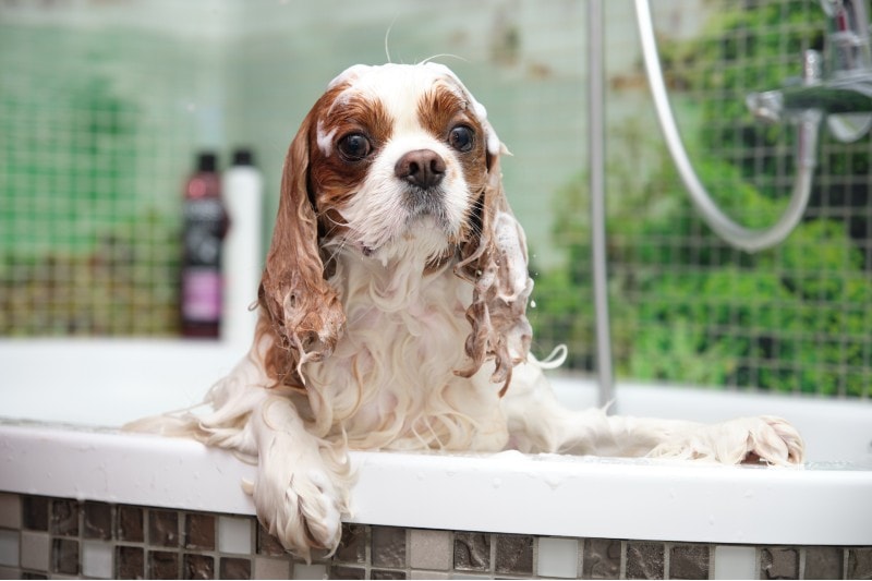 The Cavalier King Charles Spaniel is bathing