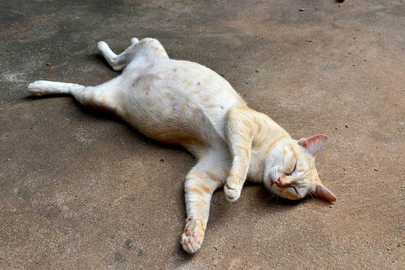 Con mèo đang ngủ hoặc con mèo chết