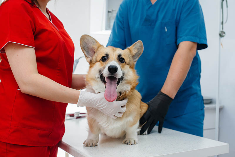 Thoroughbred Corgi dog is examined. Veterinary clinic