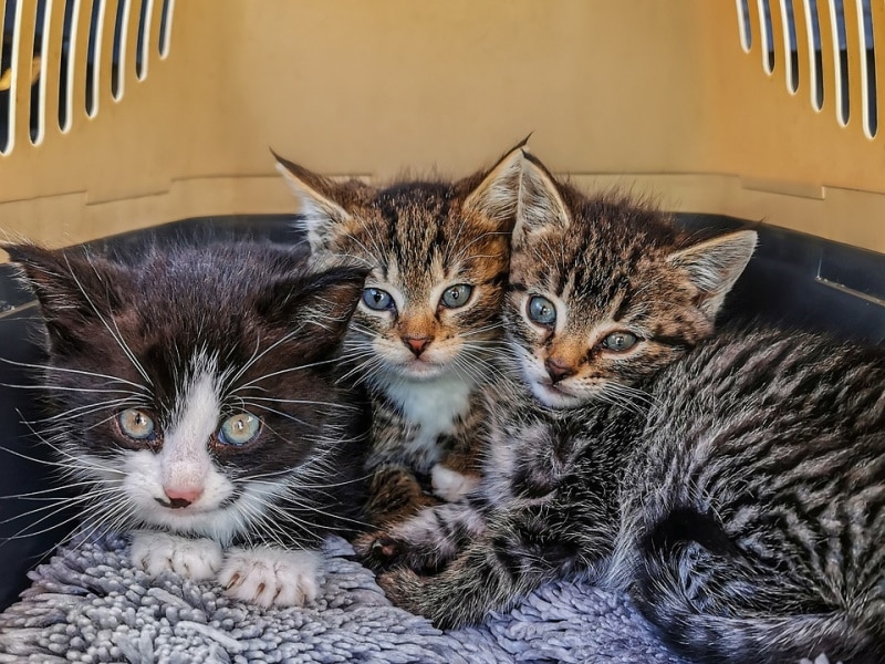 Three kittens in a cat carrier