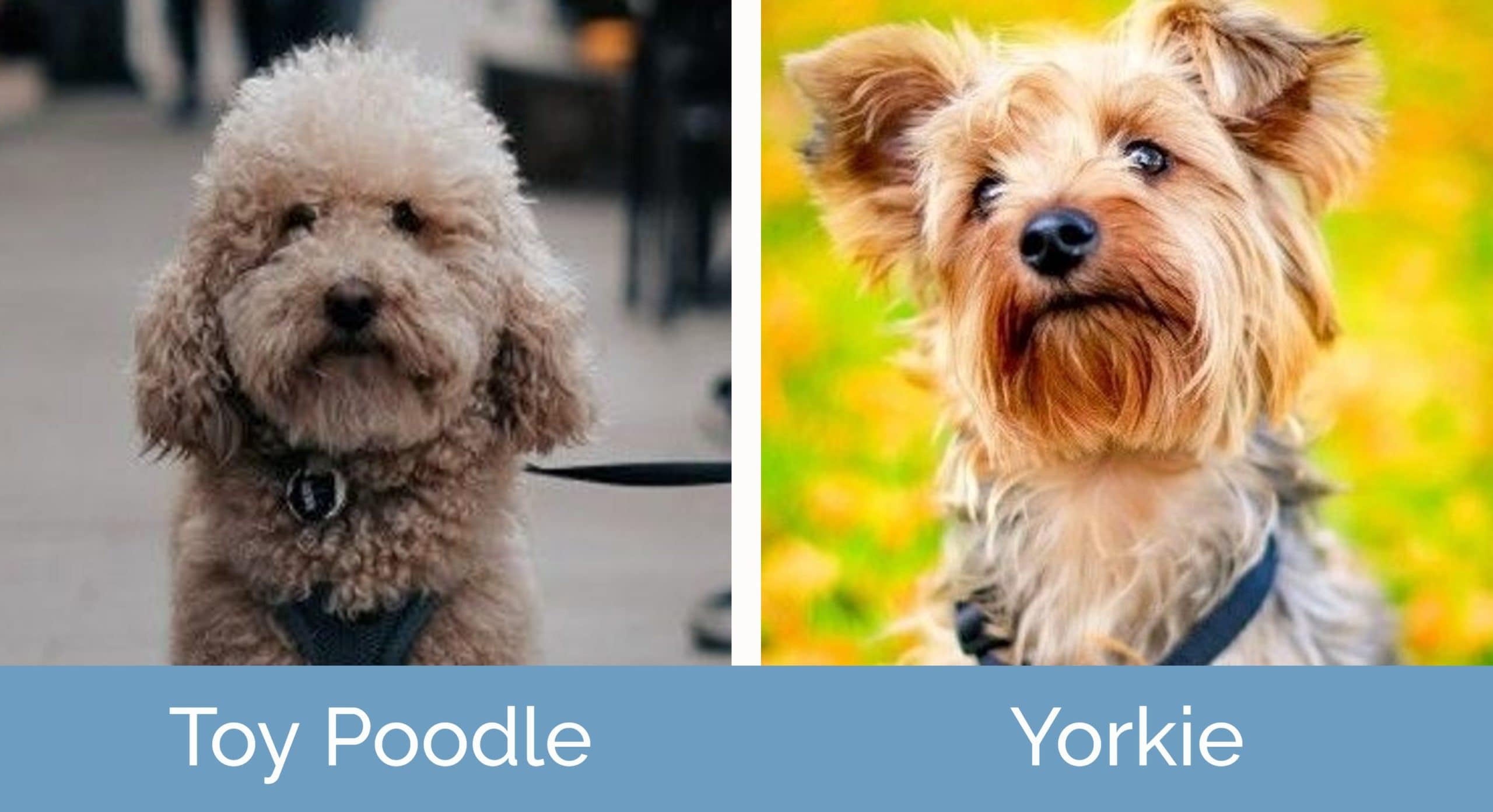Toy Poodle Vs Yorkie Which One Should