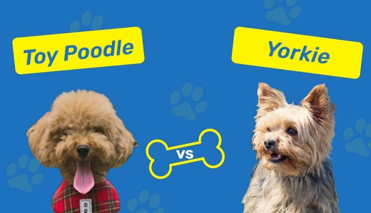 ToyPoodle_vs_Yorkie_FeauturedImage