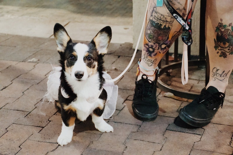 Tri-colored Corgi on a leash