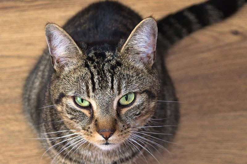 Tubby Cat waiting for food