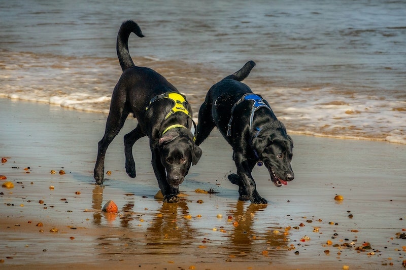Two dogs with body harnesses on the beach