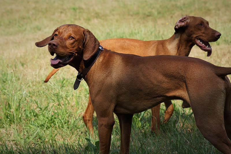 Vizsla