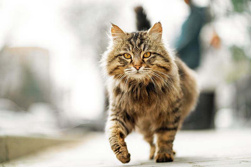 Walking unhappy ginger homeless cat