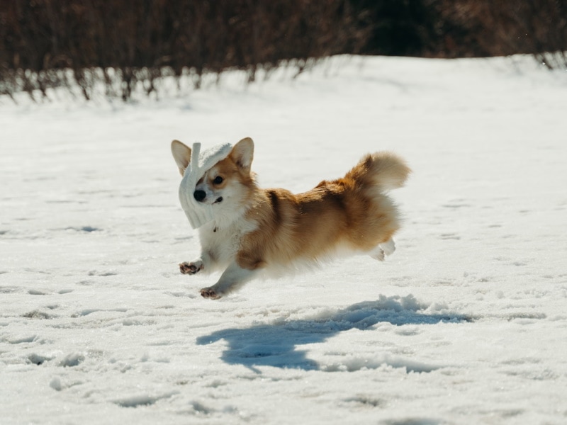 Welsh Corgi jumping in the snow
