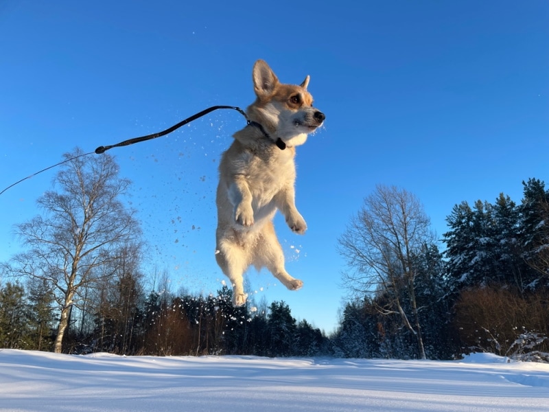 Welsh Corgi with leash jumping in snow